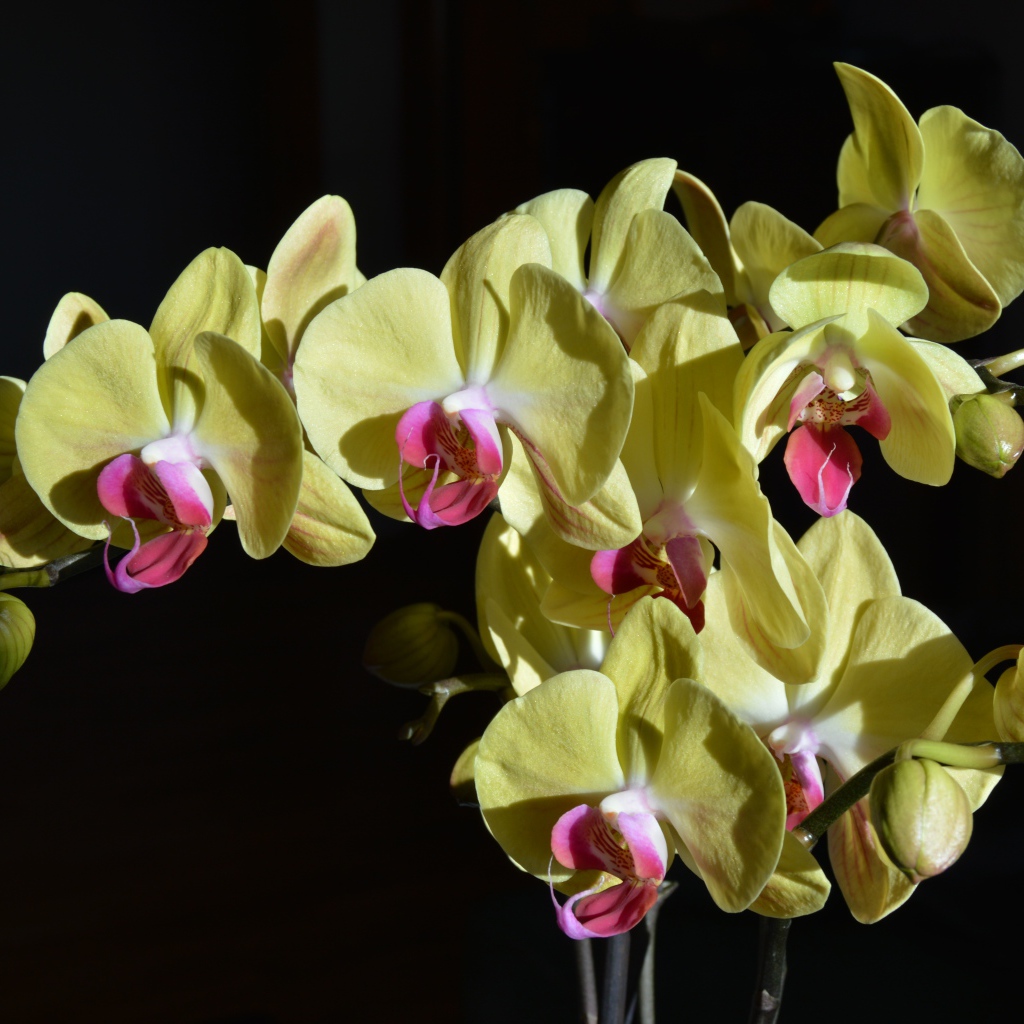 Желтые орхидеи с розовой серединкой на черном фоне