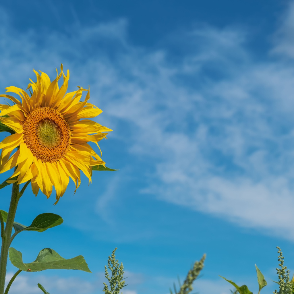 Желтый летний цветок подсолнуха на фоне голубого неба 