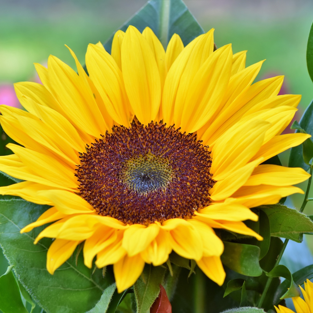 Желтый цветок подсолнуха в зеленых листьях крупным планом