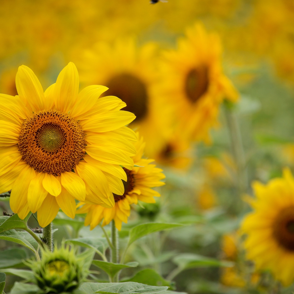 Желтые цветы подсолнуха с бутонами на поле
