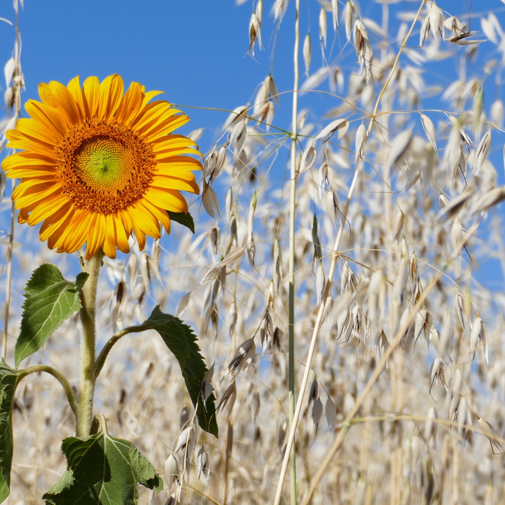 Желтый подсолнух на поле с колосьями 