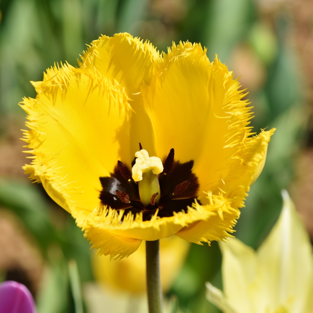 Желтый тюльпан в лучах солнца