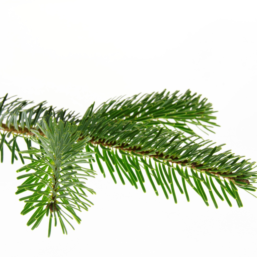 Зеленая ветка ели на белом фоне 