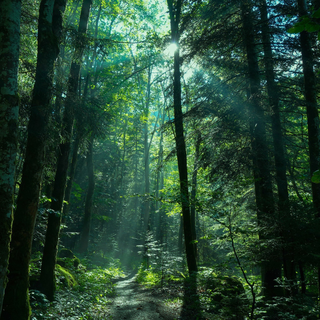 Солнце пробивается сквозь густые деревья 