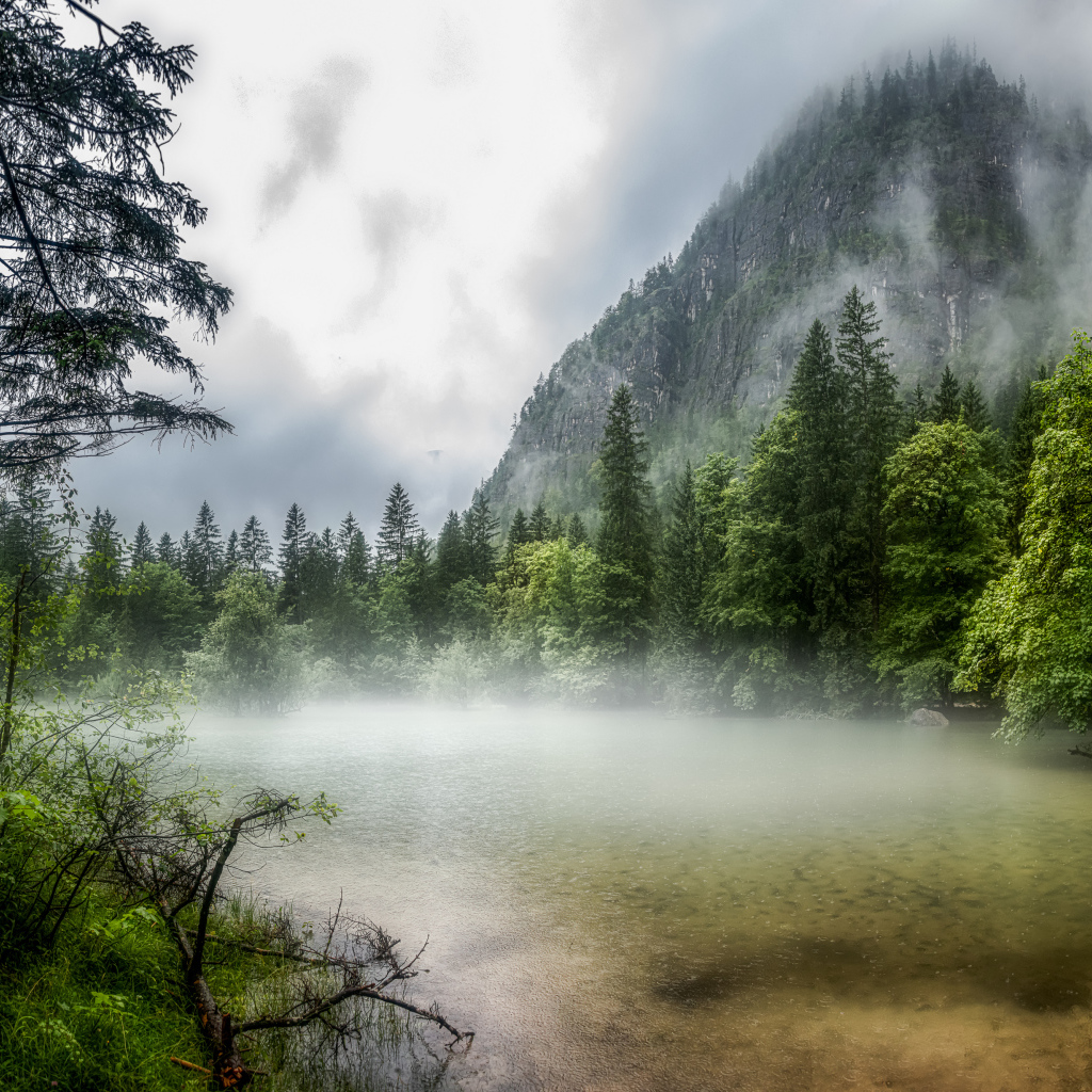 Покрытый густым туманом лес у горы 