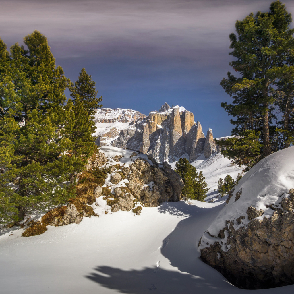 Ели на заснеженной вершине горы