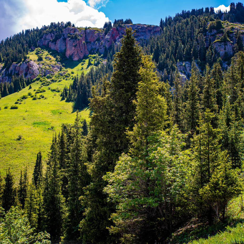 Густой лес на склонах горы в лучах солнца