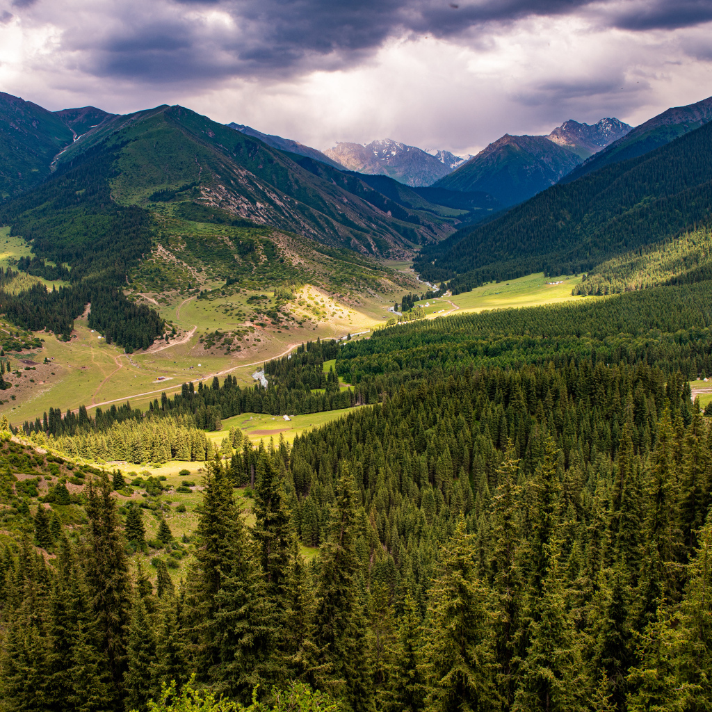 Зеленые ели покрывают высокие горы 