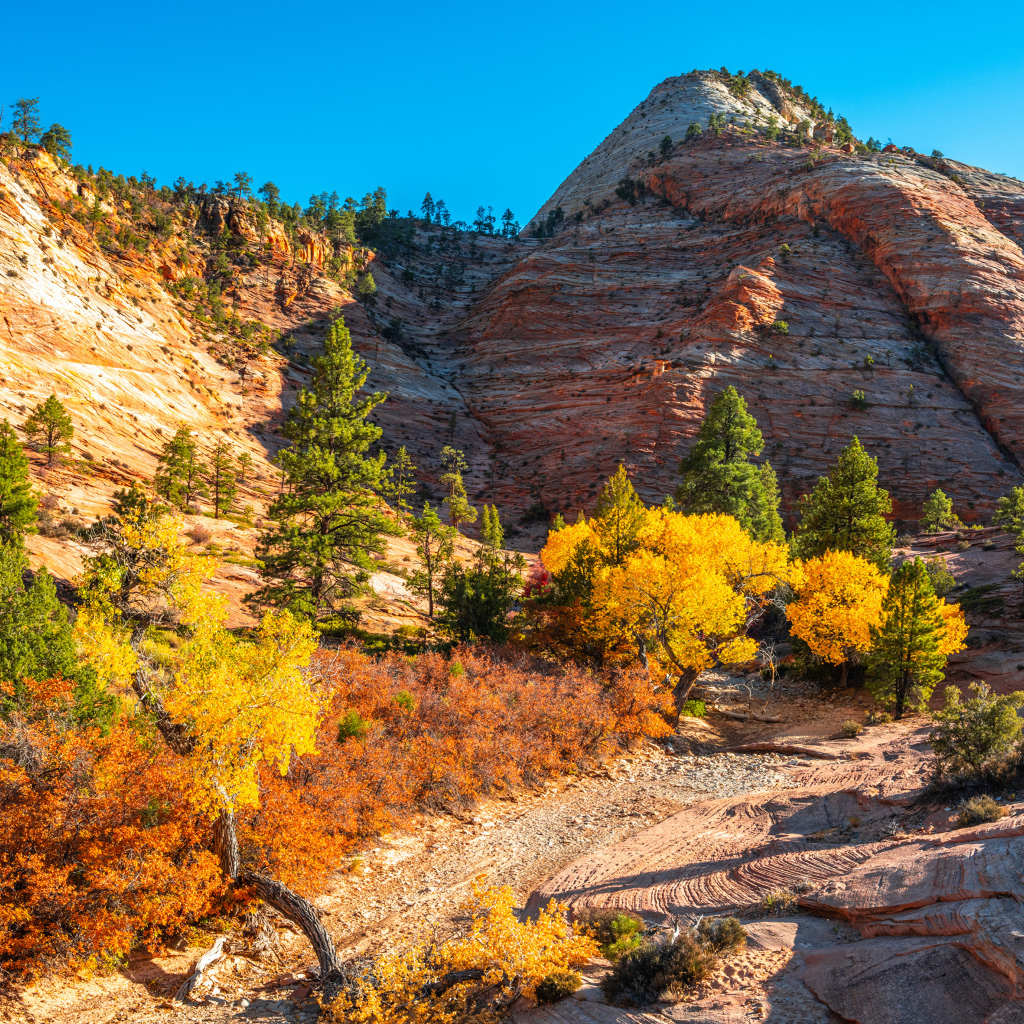 Горы с деревьями в лучах яркого осеннего  солнца 
