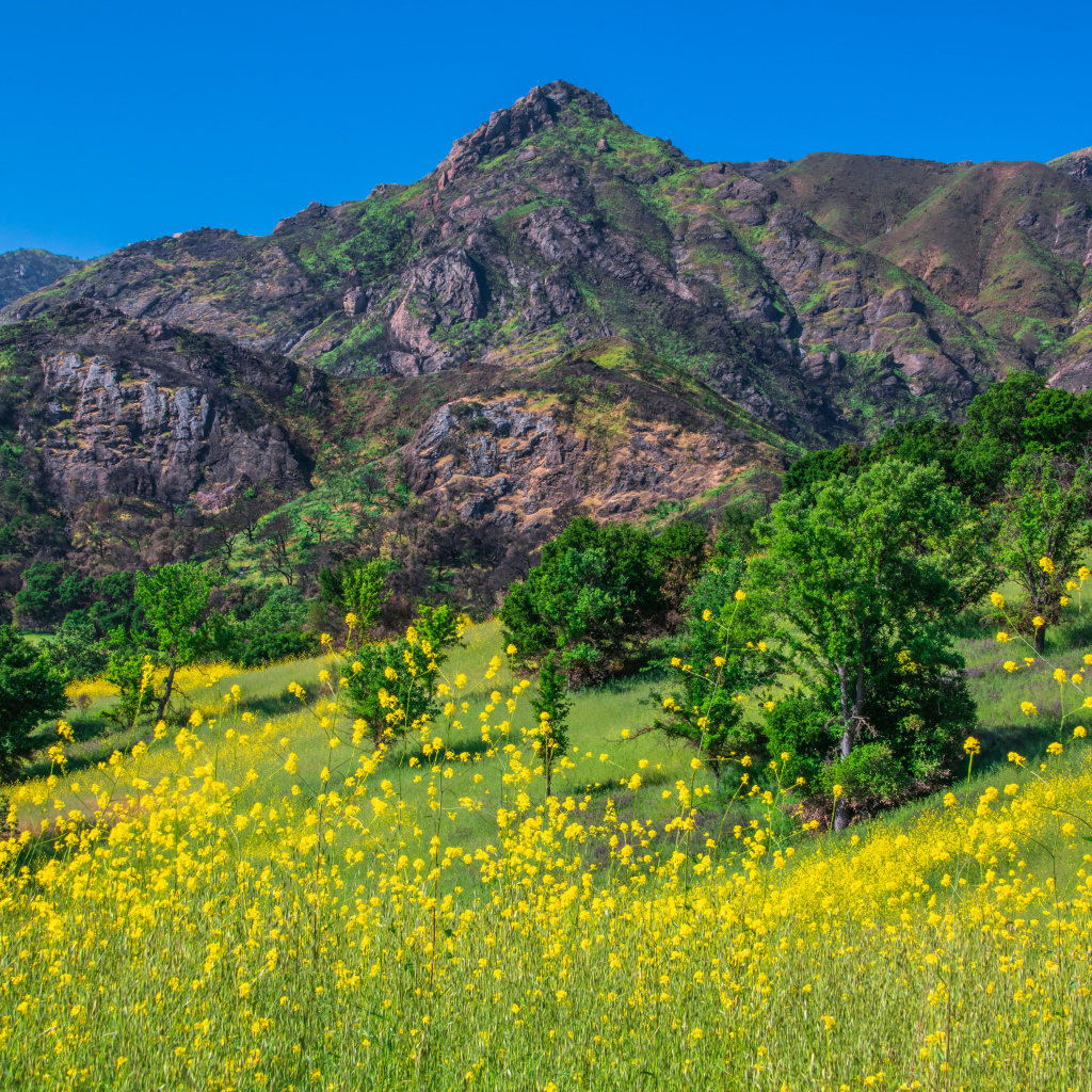 Желтые цветы и зеленая трава у подножия горы
