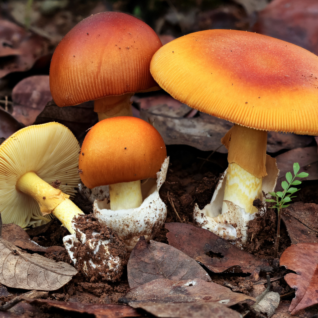 Осенние грибы растут в опавшей листве