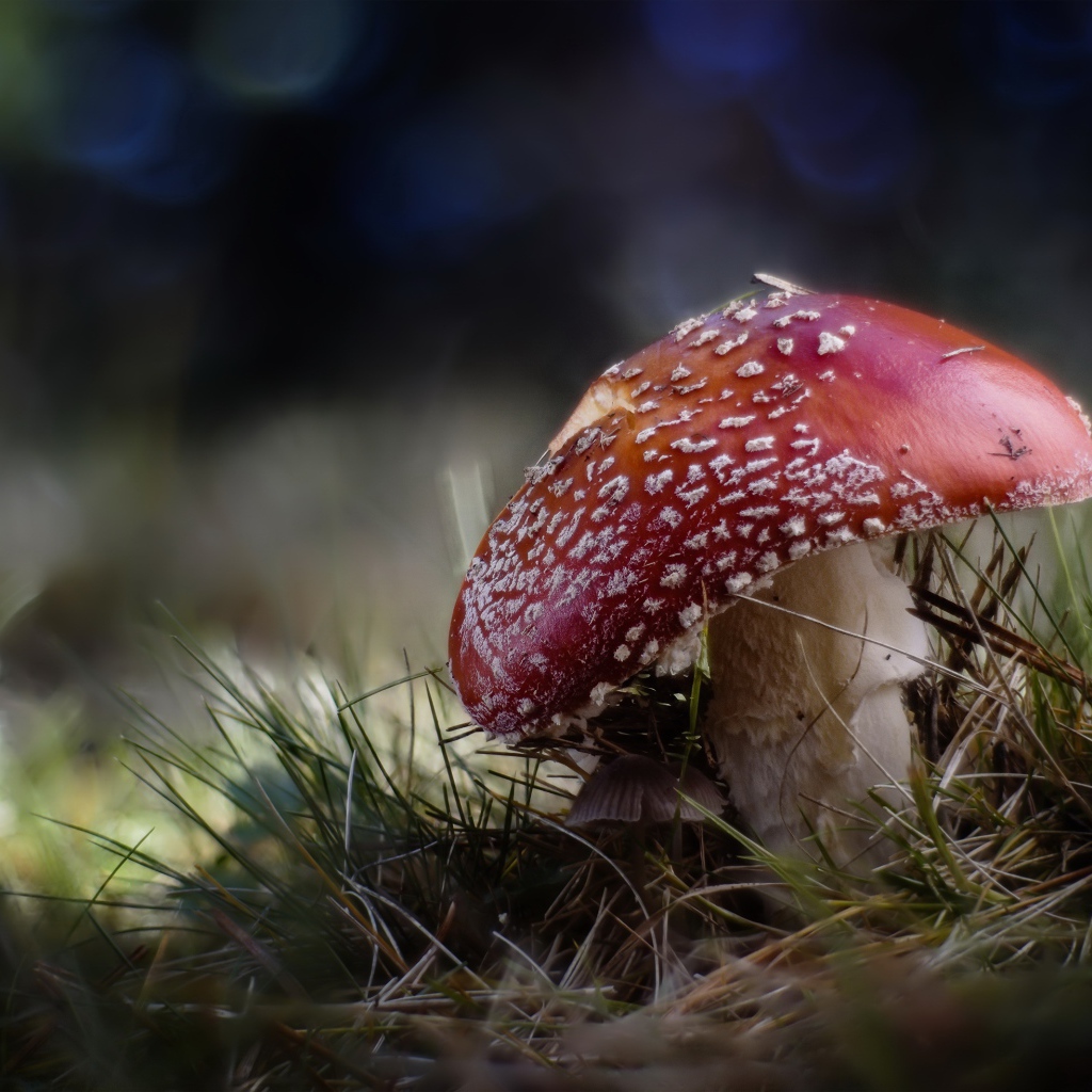 Большой красный мухомор растет на траве