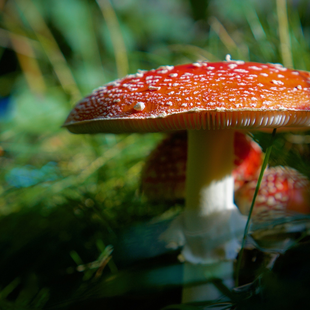 Big red fly agaric with small ones in the forest
