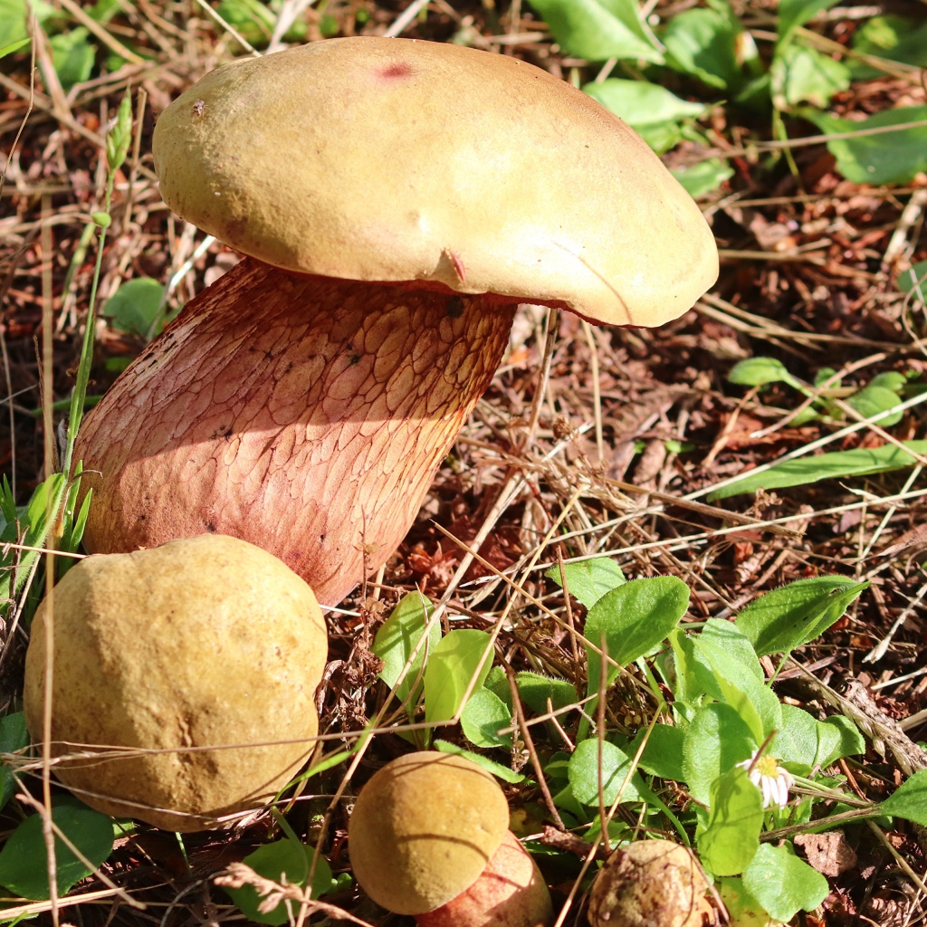 Большой белый гриб на траве в лесу