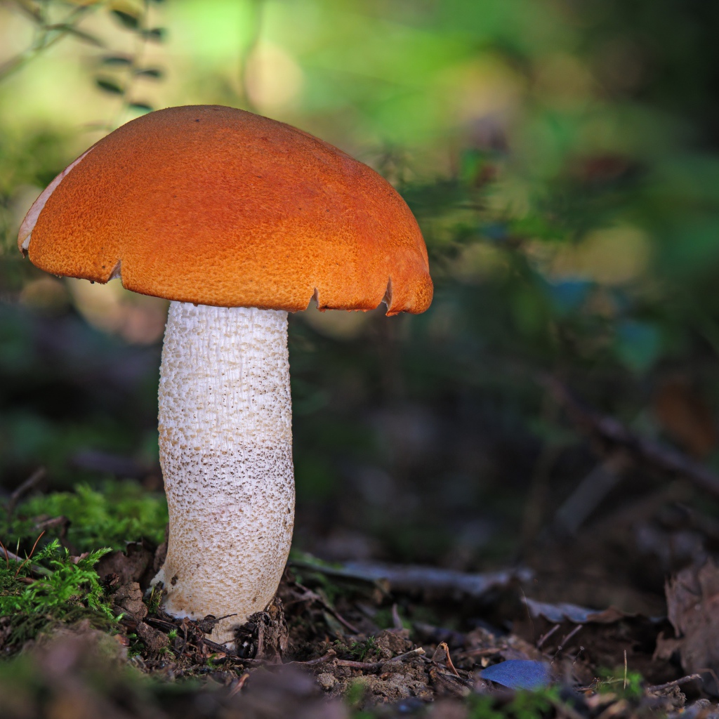 Подосиновик на земле в лесу