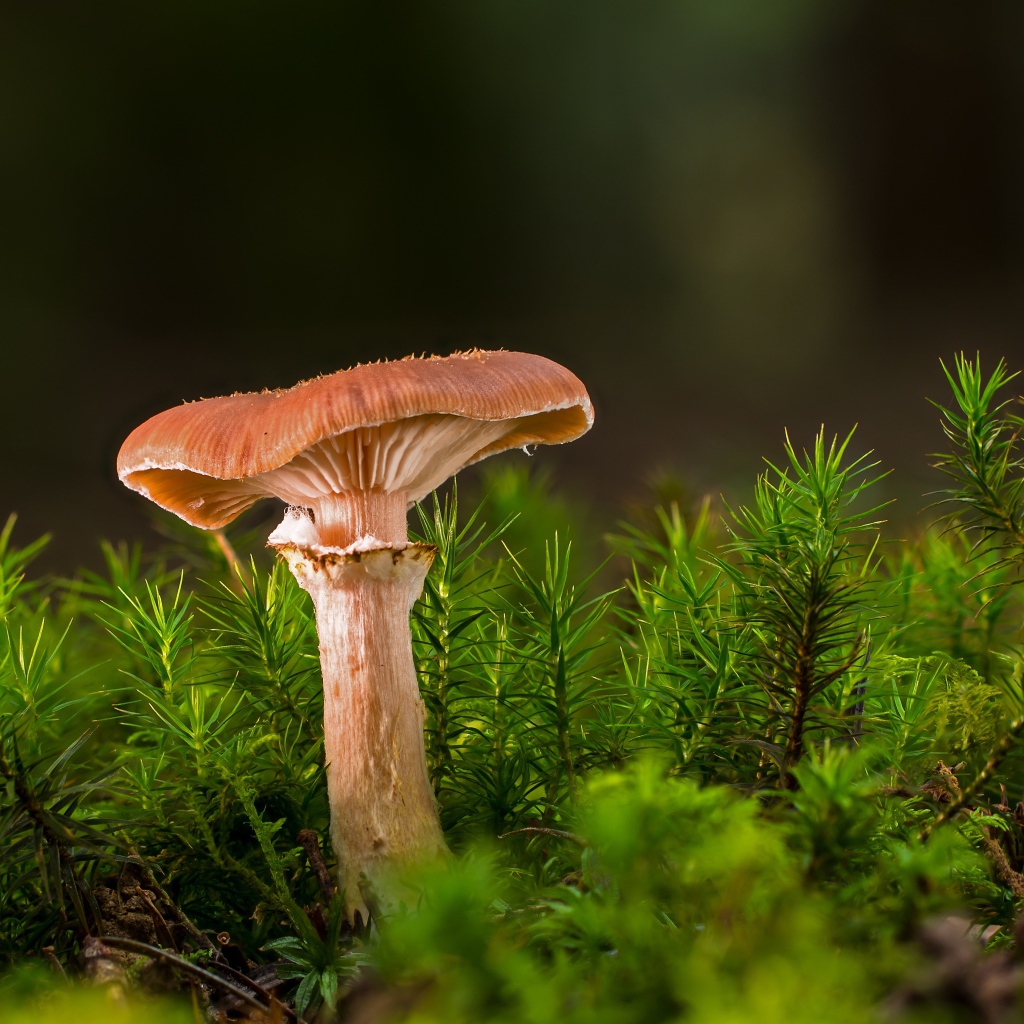 Лесной гриб  с зеленой травой 