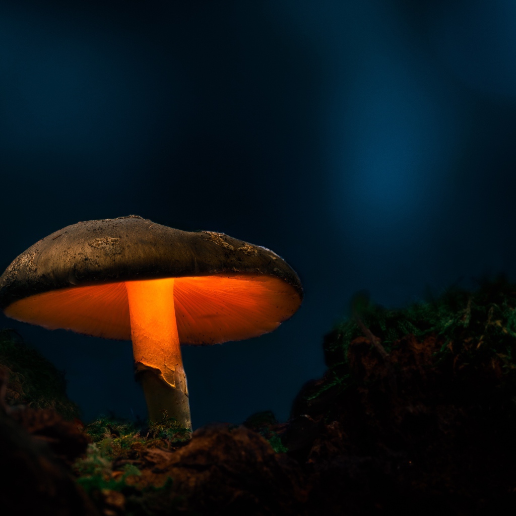 Большой лесной гриб с подсветкой в лесу 