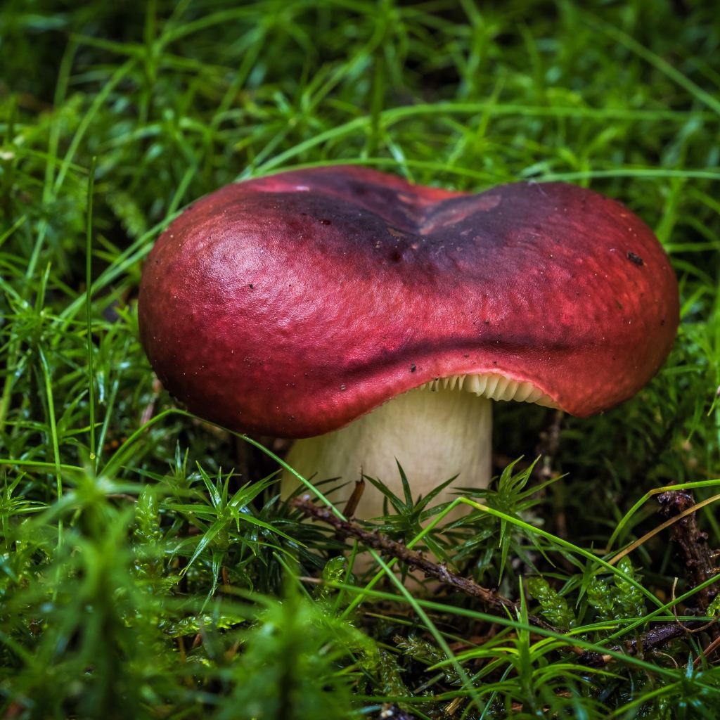 Большой гриб на мокрой покрытой мхом земле