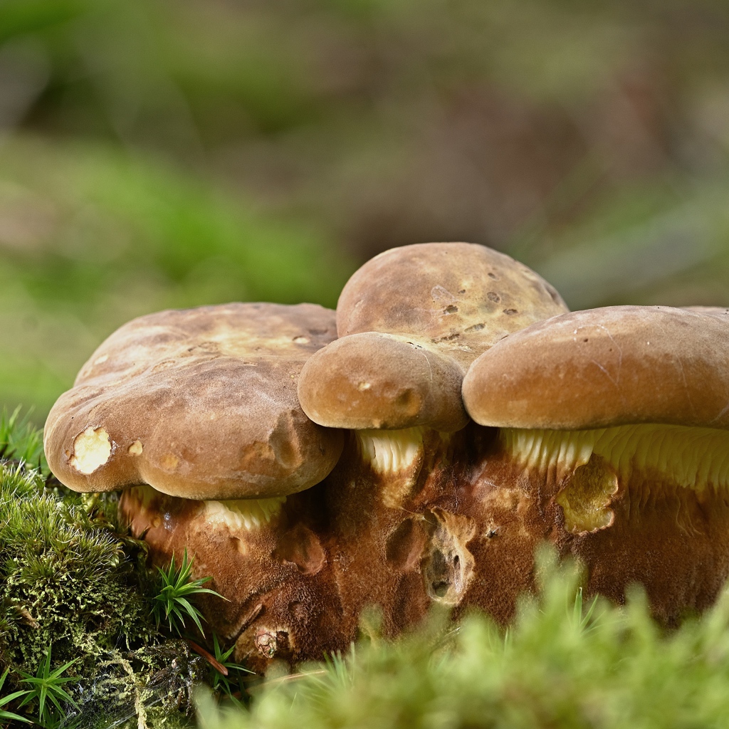 Большие белые грибы на земле покрытой мхом 