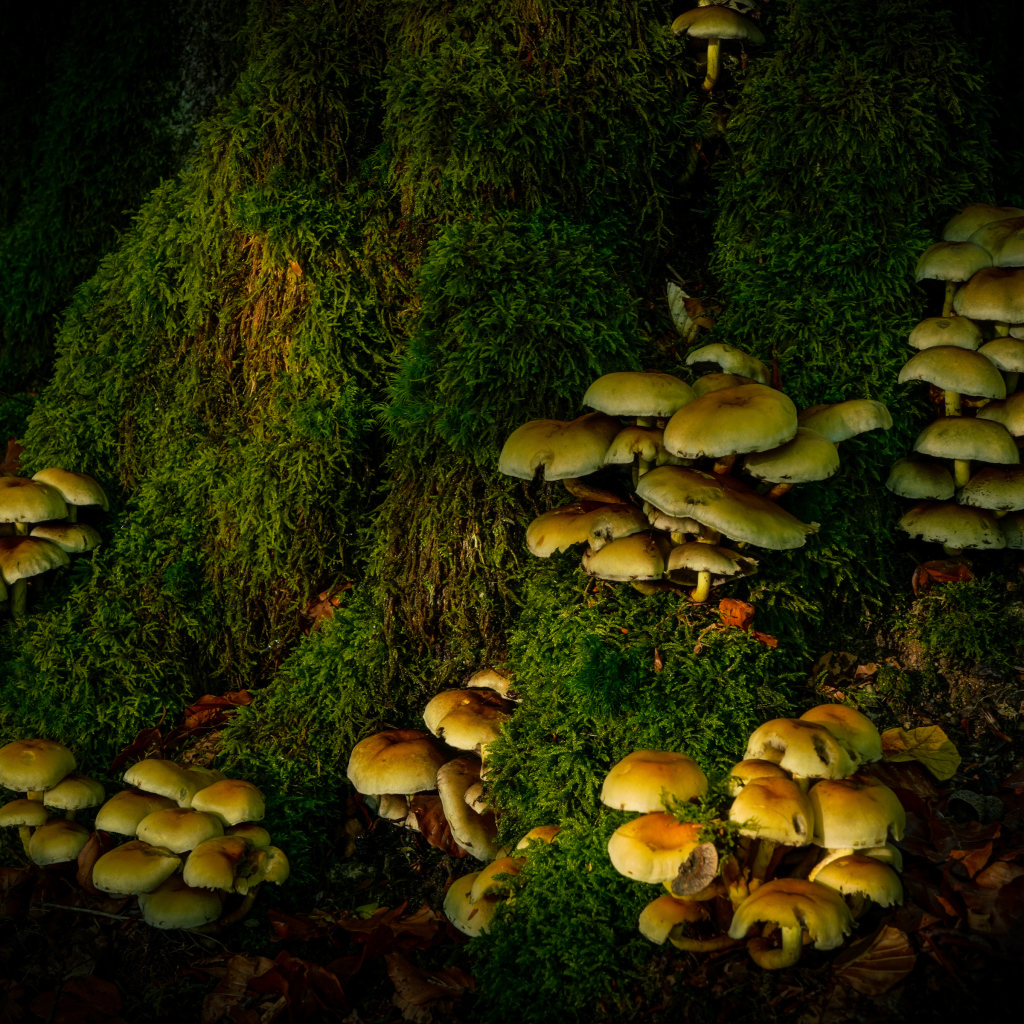 Много грибов на покрытом мхом дереве