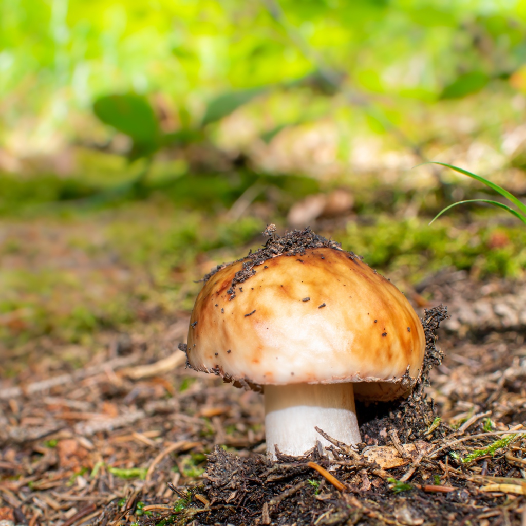 Гриб в земле в лесу