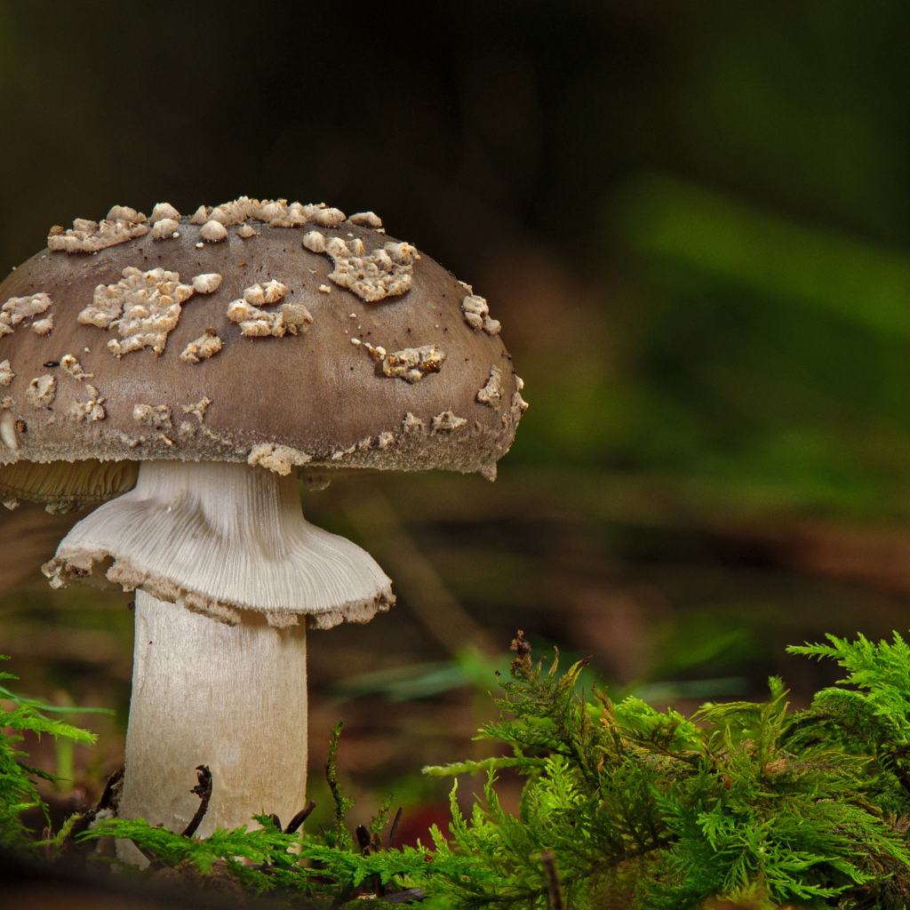 Гриб с зеленым мхом в лесу