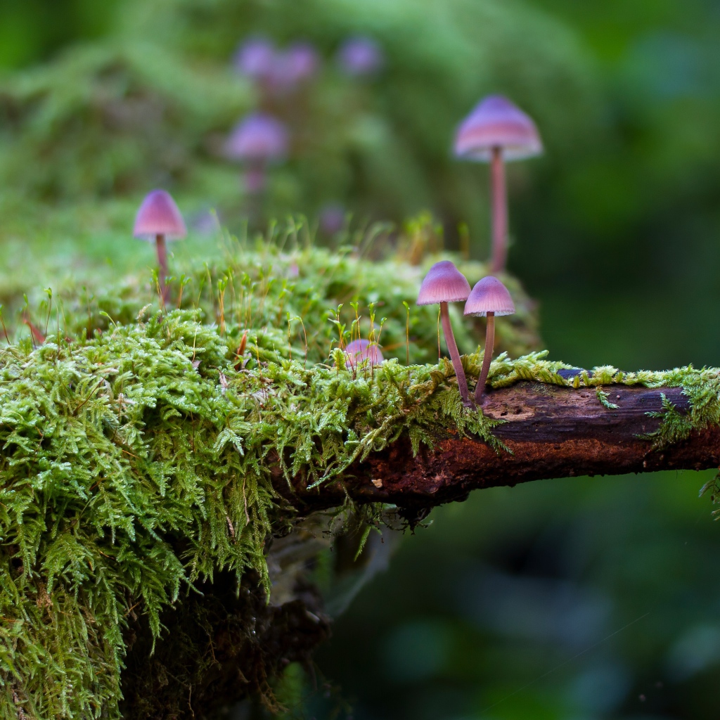 Маленькие ядовитые грибы поганки на покрытом мхом дереве