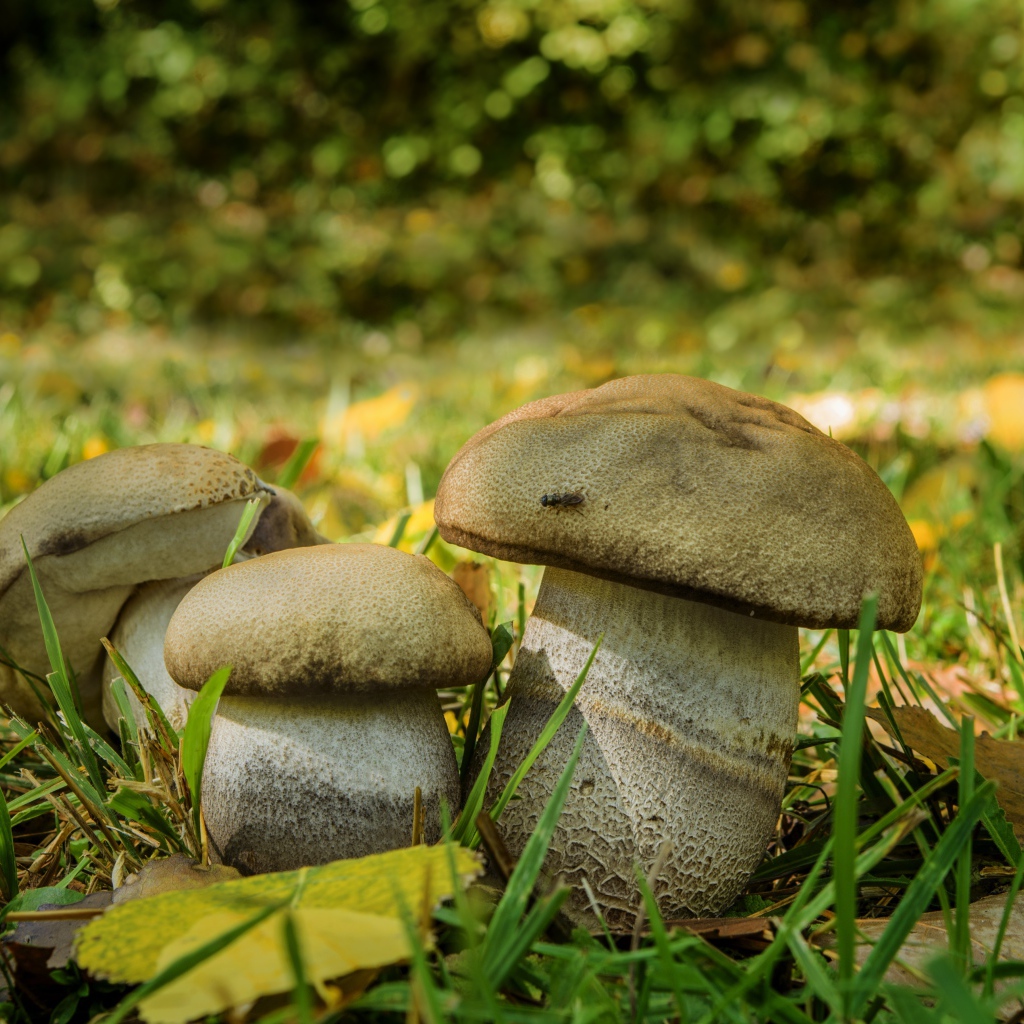 Три белых гриба в зеленой траве 