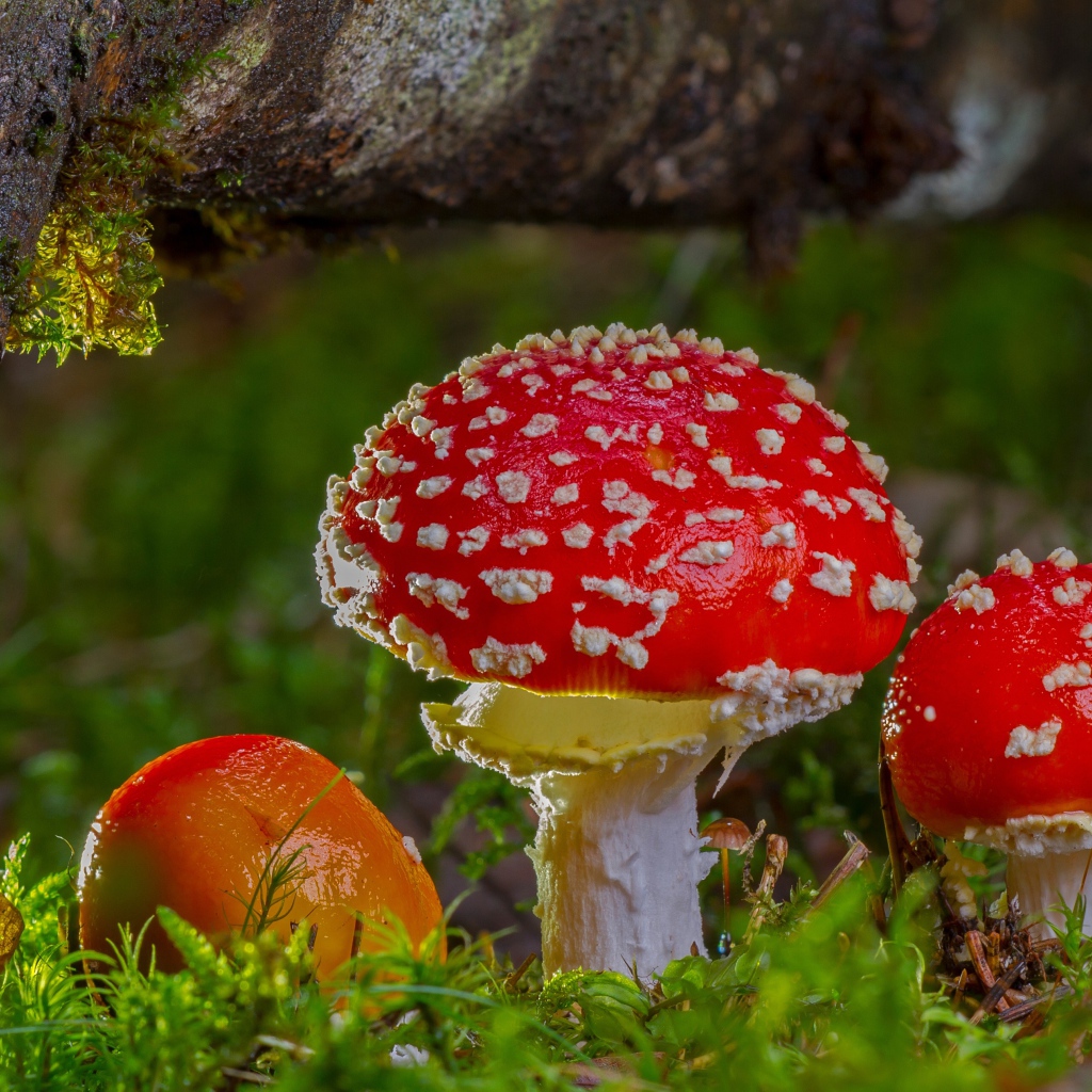 Three red fly agaric under a snag