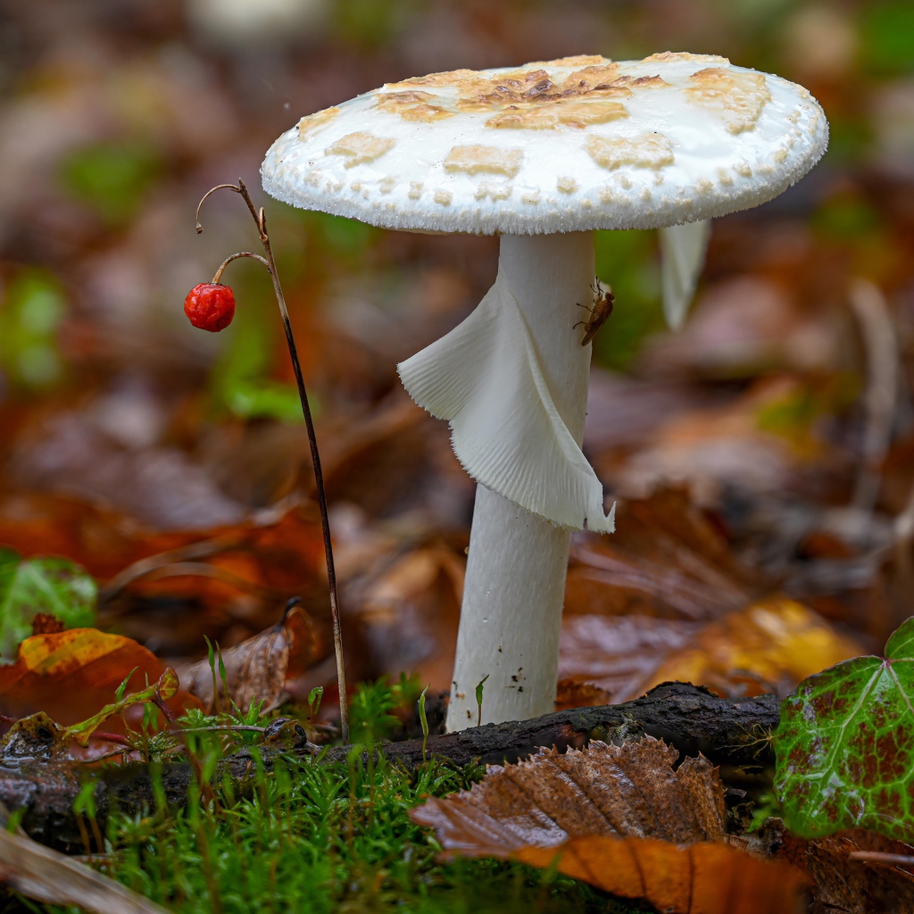 Белый гриб растет в лесу на опавшей листве 