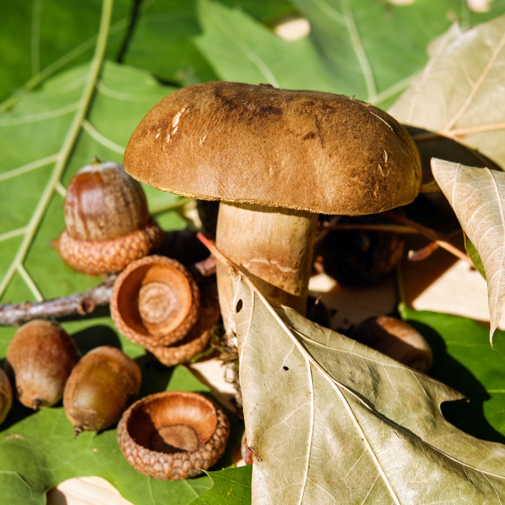 Белый гриб с желудями на листьях 