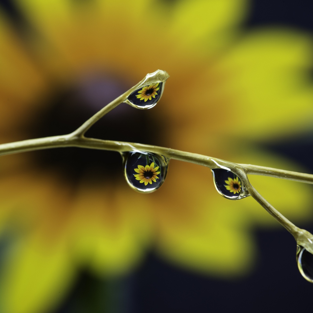 Капли воды на ветке цветка 