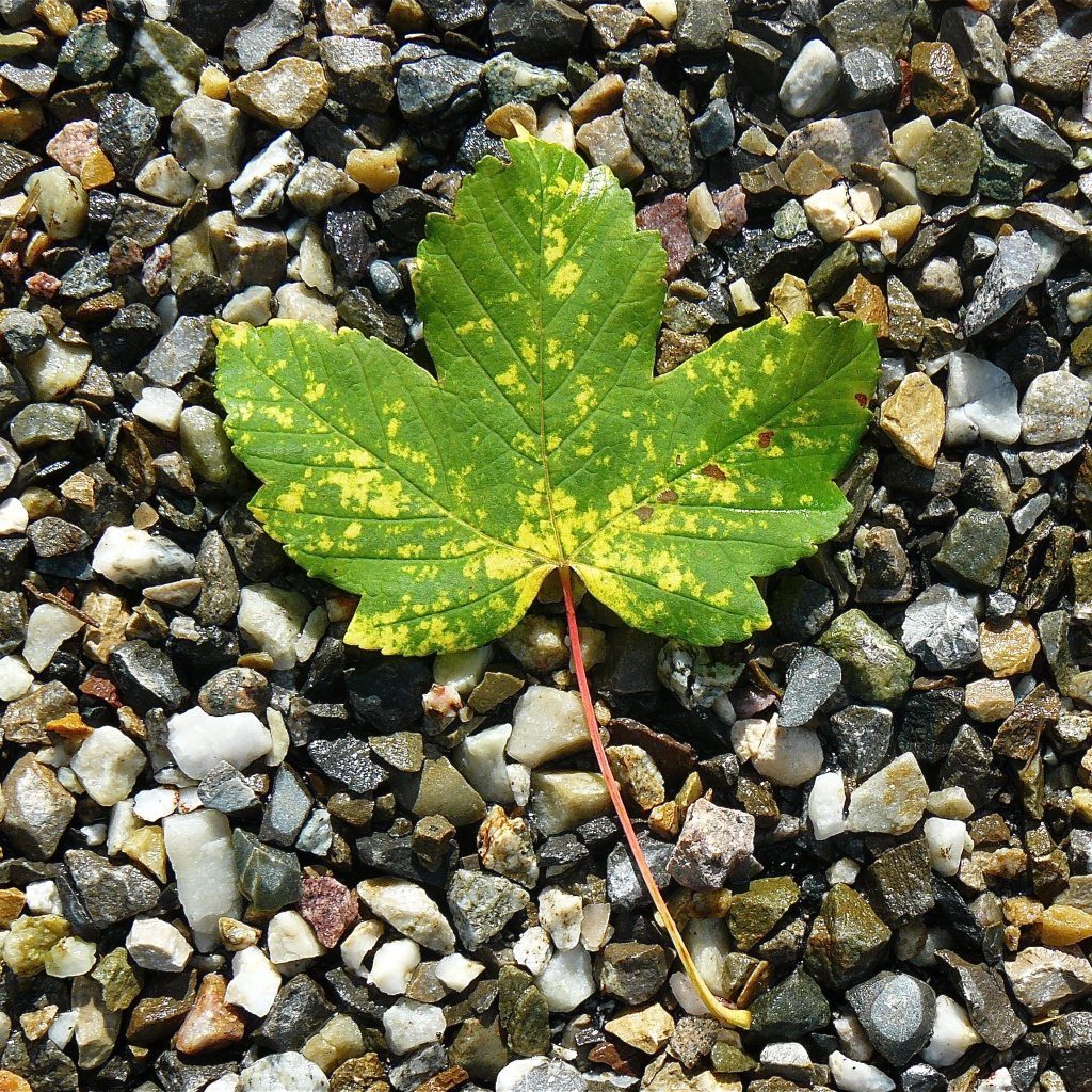 Зеленый лист лежит мелких камнях 