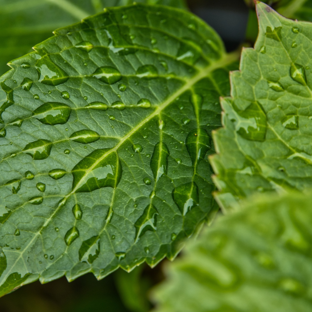 Зеленые листья в каплях дождя