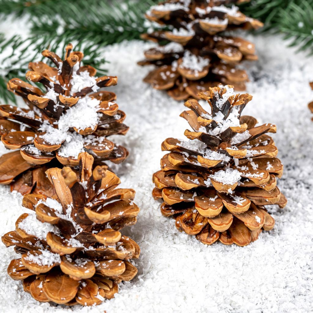 Сосновые шишки покрыты белым снегом