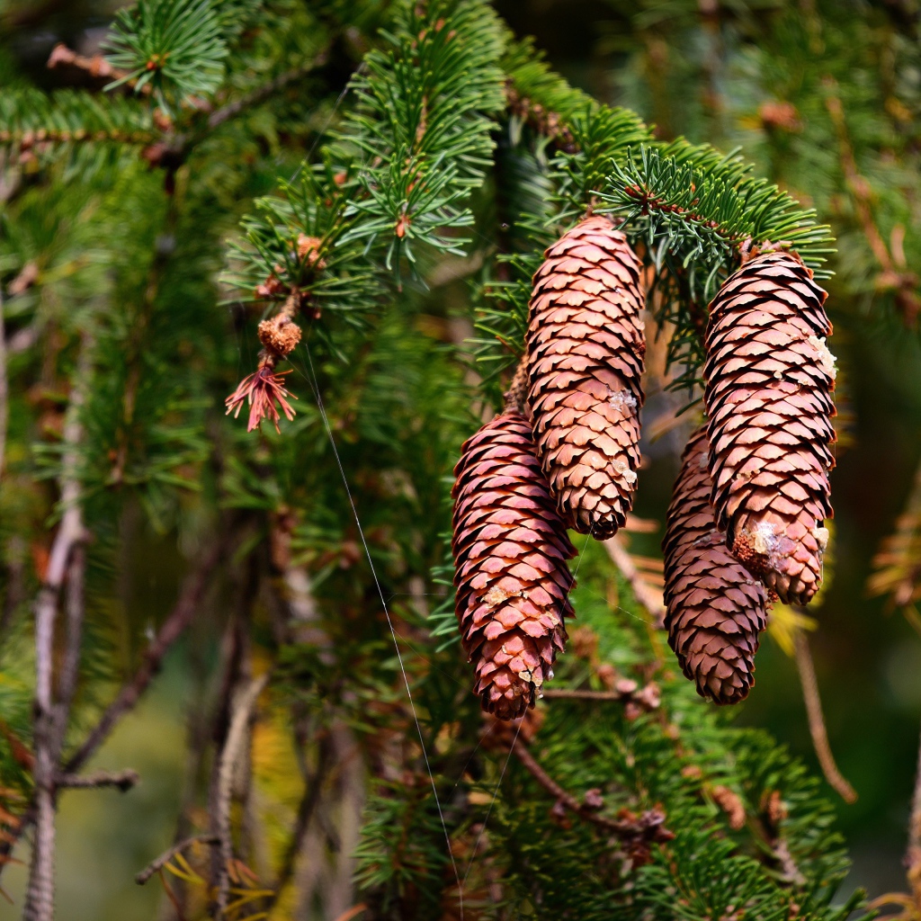 Большие коричневые шишки на колючей ветке ели 