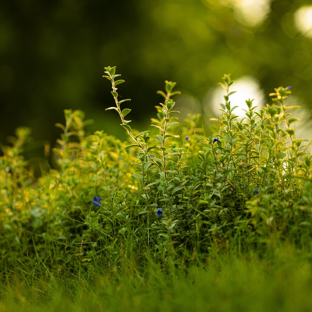 Густая зеленая трава летом 