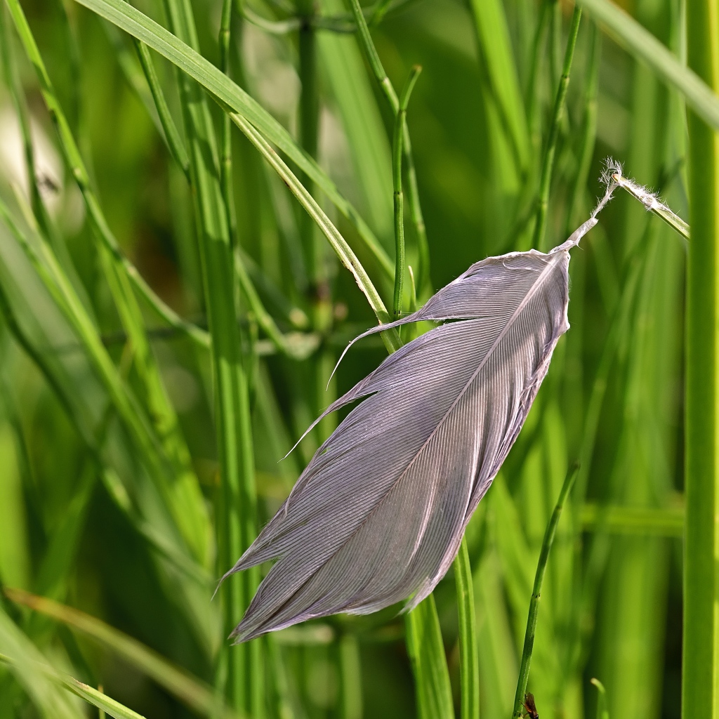 Серое перо лежит на зеленой траве 