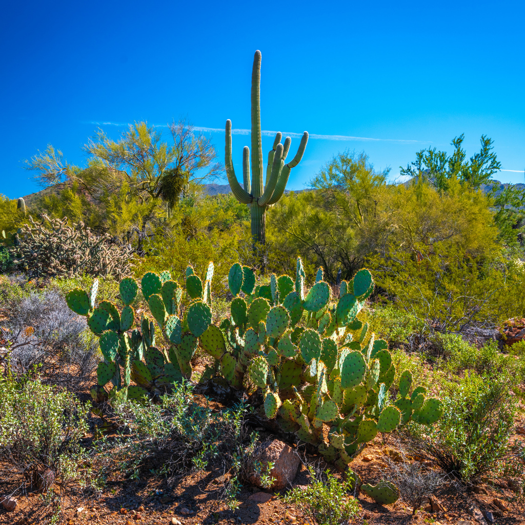 Зеленые кактусы под красивым голубым небом, США 