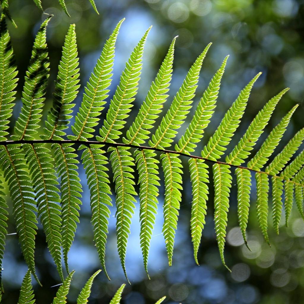 Зеленый лист папоротника в лучах солнца крупным планом 