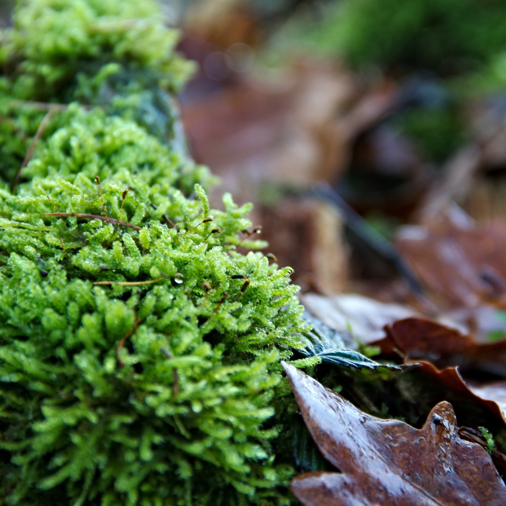 Зеленый мох  на покрытой листьями земле 