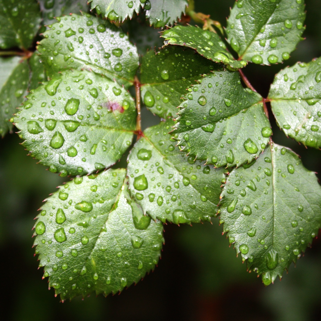Зеленые листья розы в каплях воды
