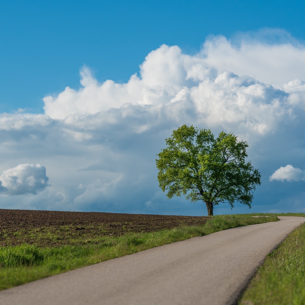 Зеленое дерево у дороги под голубым небом 