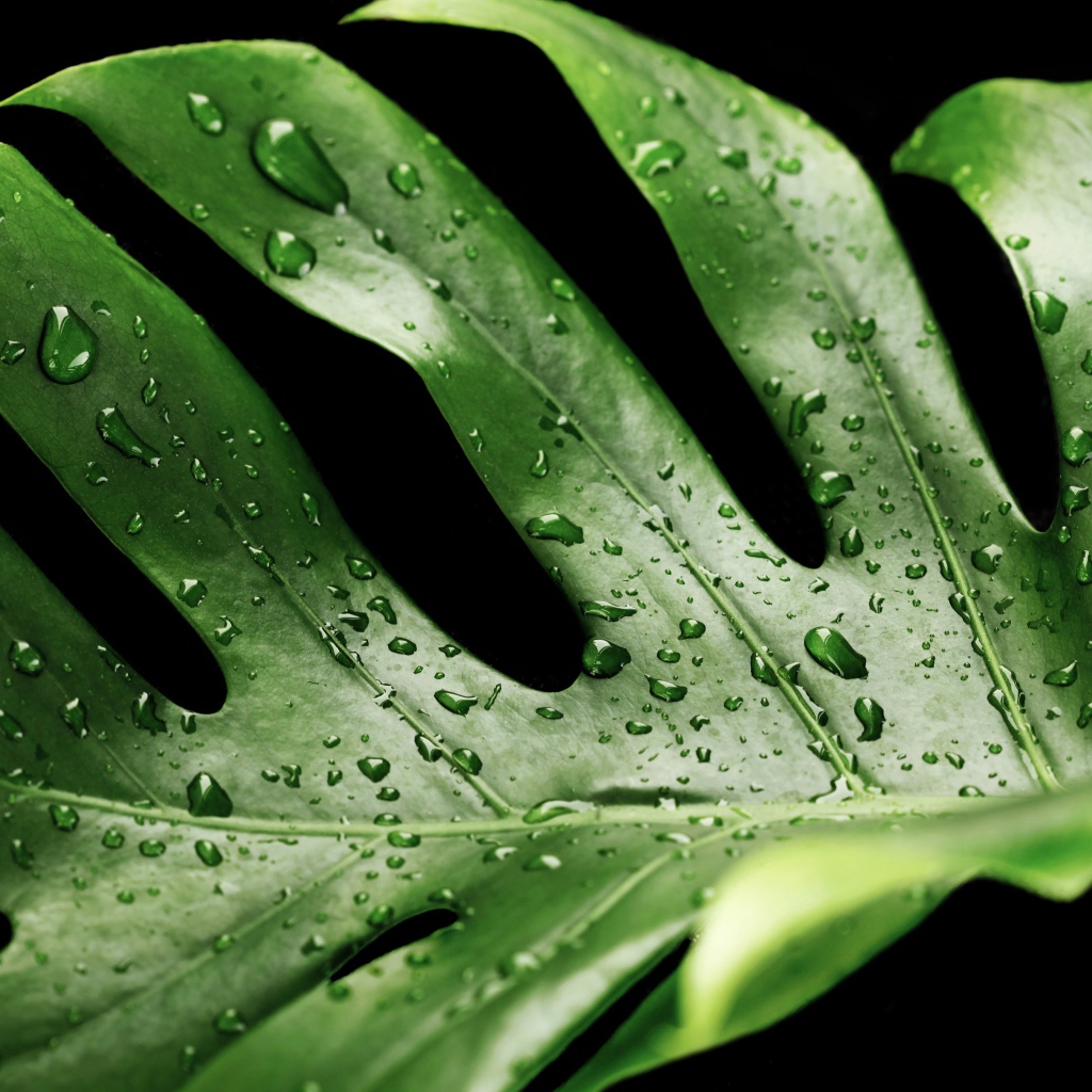 Большой зеленый лист в каплях воды на черном фоне 