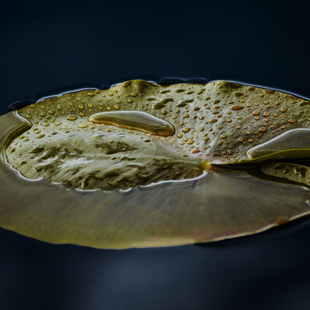 Большой зеленый лист лилии в воде 