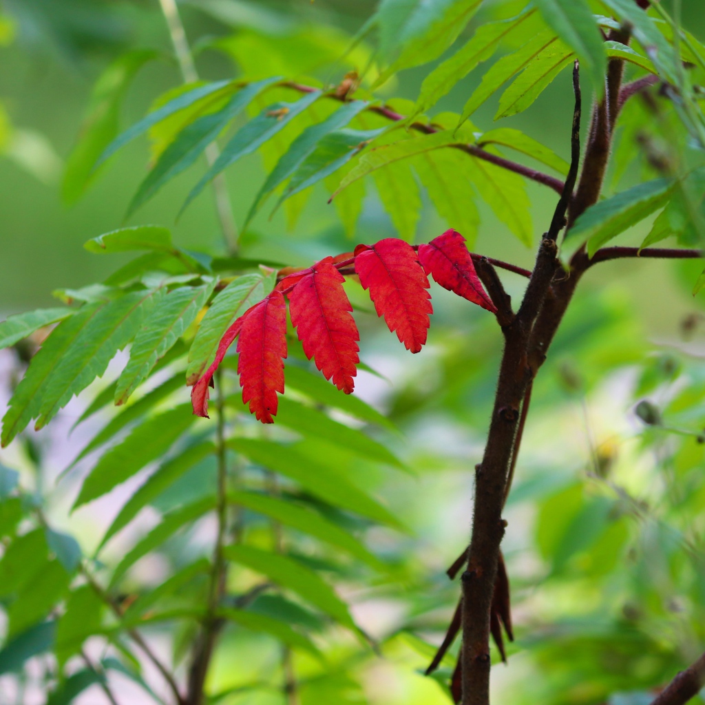Красный лист среди зеленых листьев на рябине 