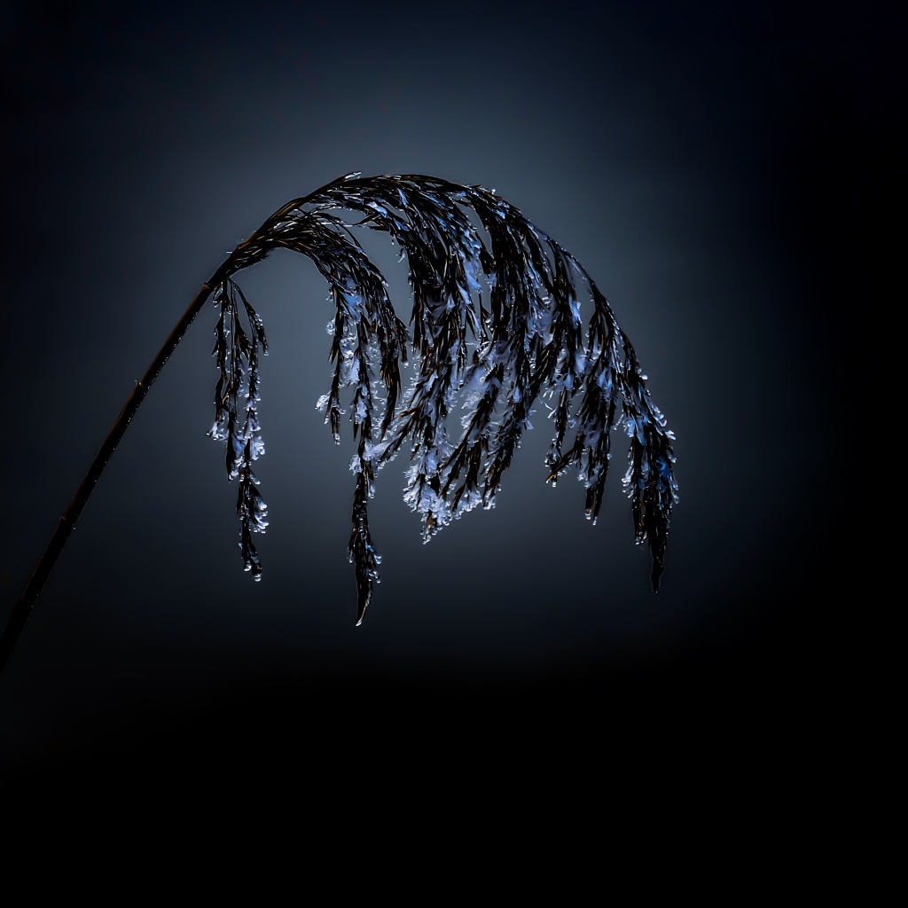 Колосок в инее на черном фоне 