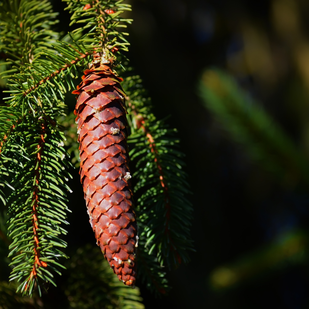 Еловая шишка на ветке с зелеными иголками