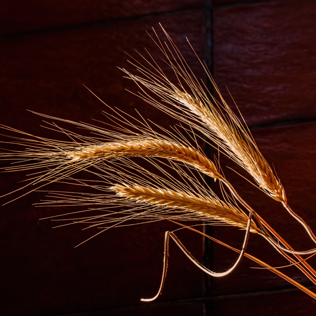 Три колоска пшеницы крупным планом