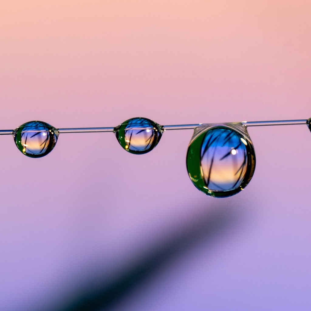 Капли воды на тонкой леске на розовом фоне